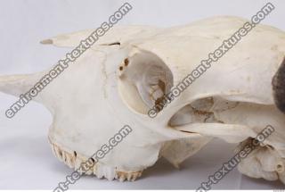 Photo Reference of Animal Skull